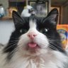 Wozzie71's profile picture. ||@PTXOfficial ❤|| @bts_twt 💜
||#BTSArmy|| 

|| Animal Crossing 🐻|| Student 👩‍🎓|| Cats 🐱||
       ||Music 🎶|| Travel ✈️|| @ladygaga & @sup3rfruit ☮✌