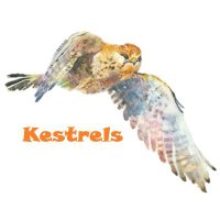 Kestrels(@TeamKestrels) 's Twitter Profileg