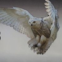 Owls (@teamowls20) 's Twitter Profile