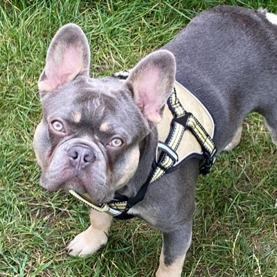 Gizmo the L4 Fluffy carrier frenchie, playful, loyal, stubborn but loves football