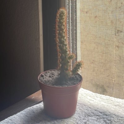 arbelitos's profile picture. 🎈