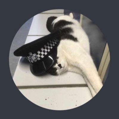Holmfirth Police Station FULL TIME PAWliceCat -Station dweller West Yorkshire Police Claw and Order🐾😻🚓 welfare PAWficer 👮‍♂️👌🏻😸👌👮‍♂️🐾