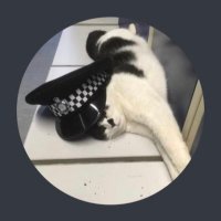 PC OSCAR STATION CAT 💙(@stationmoggy) 's Twitter Profile Photo