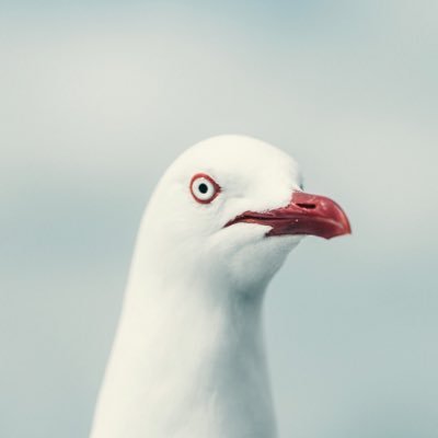 chicken8and8egg's profile picture. 