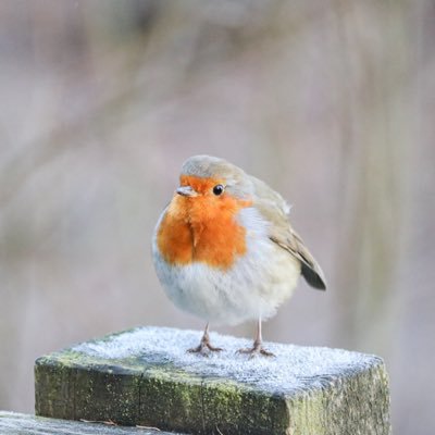 Follow Valley Boy’s photos of Wildlife, Farm Life and Landscapes taken around his little corner of South Yorkshire