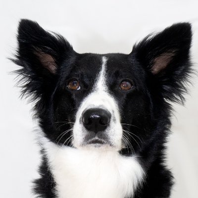 SauloNunesDev's profile picture. DevZangado