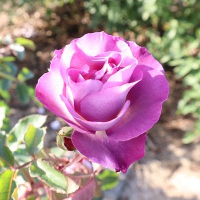 ガーデニング🌹
薔薇🌹ダリア、ユリなど🌼
花が好き💕花の写真、星や海、自然の写真を見るのが好き💕
音楽ジャンル問わず
フォロー回れる範囲で