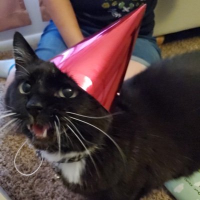 A Simple Cat in a Party Hat