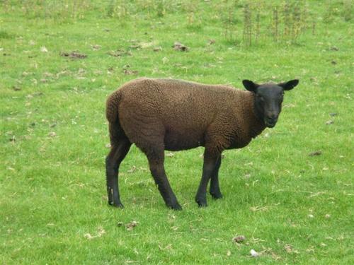 brownlamb77's profile picture. 