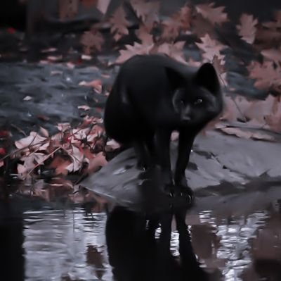 Foxysi_'s profile picture. 