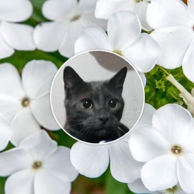 PresenteTeresa's profile picture. Amar, la fuerza más poderosa del universo, que nos inclina hacer el bien 🌷