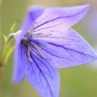 ノジコ (@mamamama0205) 's Twitter Profile Photo