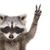 Raccoon Capital Management (@activistraccoon) Twitter profile photo