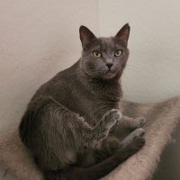 The Kittahs (@thekittahs) 's Twitter Profile