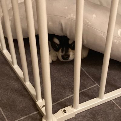 muta_san_inu's profile picture. ジュビロ、サカナクション、MAZZEL、ドラマ、深夜ラジオ、漫画。いろいろすき。