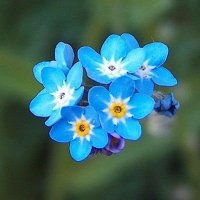 Gratziela (@gratziela3) 's Twitter Profile