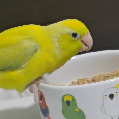 Bolulu15918531's profile picture. 小叶叽bot
日本語勉強中