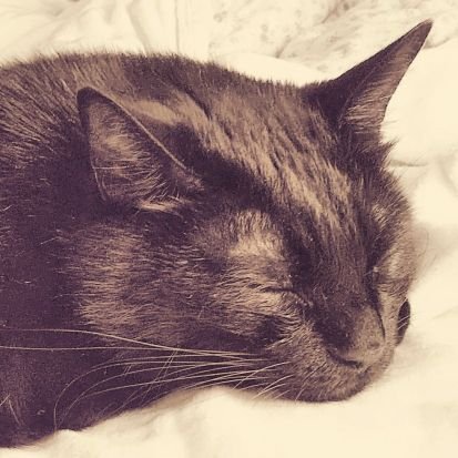 thetatheta's profile picture. ジェンダー、アンコンシャスバイアス、ノンジャッジメント、スライバー、ピアサポート、瞑想、宇宙理論、UFO、神社、猫、DIY、料理、タロット、オラクルカード、クリアリング、エネルギーワーク（2024.02.23）