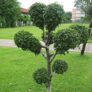 ExtropyBuilder's profile picture. CrytpoLove