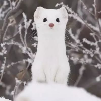 枫二二さんのプロフィール画像