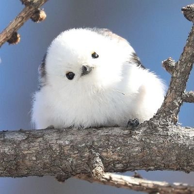 dEMETxy's profile picture. @kadinyazilimci