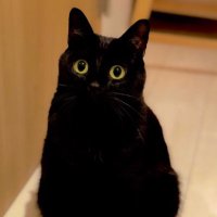 sakurai@dqx (@sakuraidqx) 's Twitter Profile