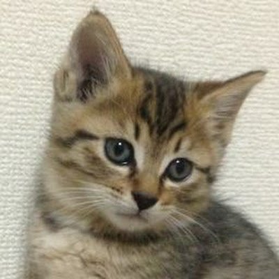 🐱🐾キジトラ♂8歳の珀です🐱🐾
2016年4月27日生まれ、多頭飼いされてたお宅から引き取り、同年6月に家族になりました💖おとなしくて、ビビりなところが、また可愛い😂💕毎日を大切に生きていきたい✨💖✨