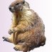 Rongeuse de Livres (@readingmarmotte) Twitter profile photo Rongeuse de Livres (@readingmarmotte) Twitter profile photo