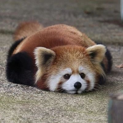 Hi, my name is Emma and I'm a Red Panda lover ! If you like Red_Panda_Emma, follow me! I'm sure you'll love me!🐾🇺🇸🇺🇸🇺🇸