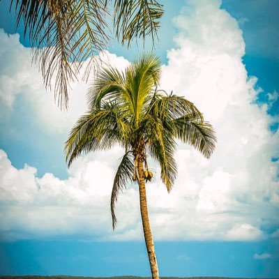 palmtree1072's profile picture. Hi, I’m a tree