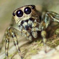 Nosferatu Spinne (@spinnenosferatu) 's Twitter Profile