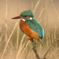 Lymington-Keyhaven Nature Reserve (@lymkeyranger) 's Twitter Profile
