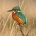 Lymington-Keyhaven Nature Reserve (@lymkeyranger) Twitter profile photo Lymington-Keyhaven Nature Reserve (@lymkeyranger) Twitter profile photo