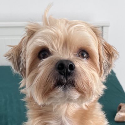 kiki_deu's profile picture. 北ドイツの田舎者 | 🐶🇩🇪🐶🇪🇸と🧑🏼‍🦲🇩🇪の4人(匹)家族| フォスターファミリー🐕🇷🇴お休み中 l 大抵🐶の事つぶやいてるだけの人