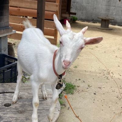 清航館館長 うみ🐐