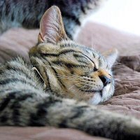 にっか (@nikkaidea) 's Twitter Profile