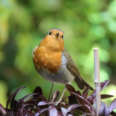 An independent campaign celebrating, enjoying and encouraging nature, wildlife and conservation in and around one small area: New Milton, Hampshire, UK.