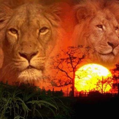 46lion39's profile picture. 