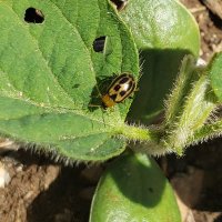 KY Grain Crops IPM (@kygraincropsipm) 's Twitter Profile Photo KY Grain Crops IPM (@kygraincropsipm) 's Twitter Profile Photo