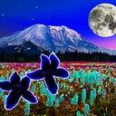 Carla Austin - @MoonbeamBot - Twitter