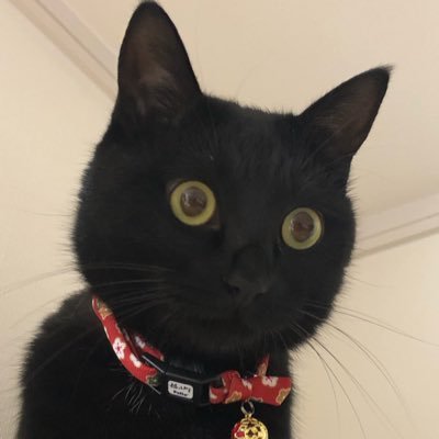 pirorin_study's profile picture. 9/21〜 #RecursionCS #RecursionAcademy ユーザー つよつよエンジニアになりたい 毎日積み上げ 海外移住したい 「Fortune favors the bold」25卒