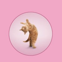 hoang vu ngo❤️ Memecoin (@hoangvungo2) 's Twitter Profile