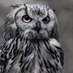 The Tweeting Owl ๐ฆ๐ช๐บ๐ (@lindaenfield) Twitter profile photo The Tweeting Owl ๐ฆ๐ช๐บ๐ (@lindaenfield) Twitter profile photo
