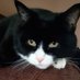 ๐พ๐๐Gizmo Cute Kitty ๐๐๐พ ๐บ๐ฆ๐๐ผ๐๐ (@gizmocutekitty) Twitter profile photo ๐พ๐๐Gizmo Cute Kitty ๐๐๐พ ๐บ๐ฆ๐๐ผ๐๐ (@gizmocutekitty) Twitter profile photo