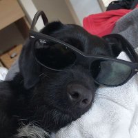 Sachax (@starterv2) 's Twitter Profile