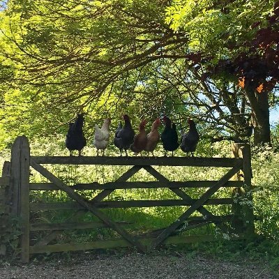 A working farm in the Howardian Hills Area of Outstanding Natural Beauty. Arable, NZ Romney sheep, fishing lake, holiday cottage and astonishing wildlife!