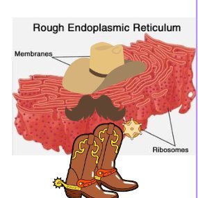 the roughest Endoplasmic Reticulum in town