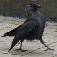 Raven (@raven_drafts) 's Twitter Profile