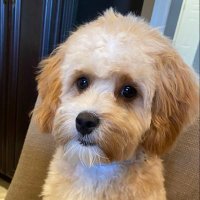 Jesse De Luca (@jessedelucanfl) 's Twitter Profile