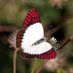 Beauty in Small Things (@afreki_wildlife) Twitter profile photo Beauty in Small Things (@afreki_wildlife) Twitter profile photo